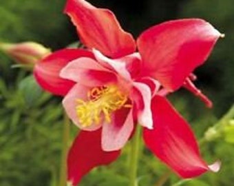 25+ Red Star Aquilegia / Columbine Flower Seeds / Perennial