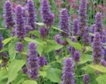 50+ Lavender Agastache / Hyssop / Perennial / Flower Seeds.