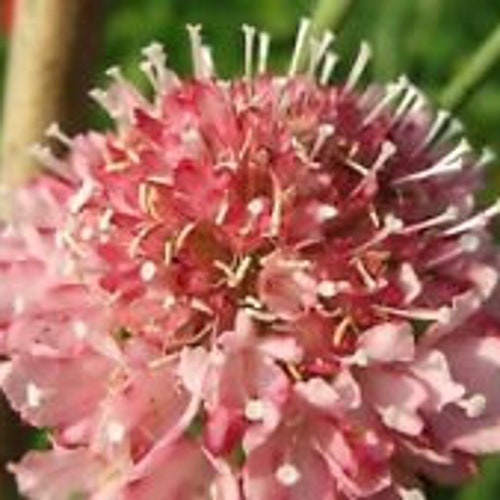 25 Pure White Scabiosa Pincushion Flower Seeds / Perennial Etsy