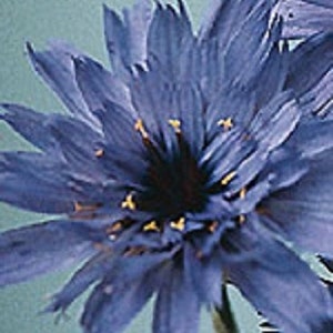 30+ Blue Cupid&#39;s Dart Catananche / Perennial Flower Seeds