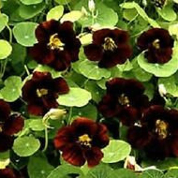 NEW! 35+ Black Velvet Nasturtium Flower Seeds / Long Lasting Annual