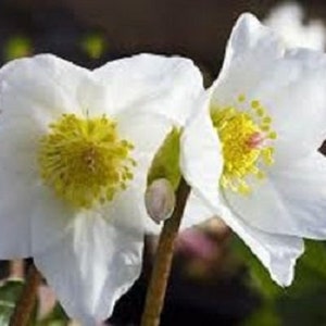 15+ Christmas Rose Helleborus / Perennial Flower Seeds