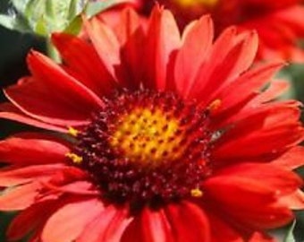 30+ Gaillardia Red Arizona Flower Seeds / Rarely Offered Perennial