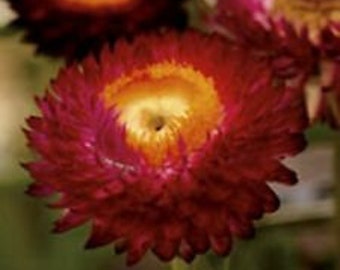 30+ HELICHRYSUM (STRAWFLOWER) Crimson Red Flower Seeds / Re-Seeding Annual