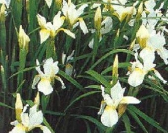 20+ Multi-Color Iris Siberica / Annual Flower Seeds