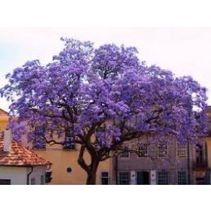 Puede incluir: Un árbol grande con una copa de flores moradas vibrantes. El árbol está frente a un edificio con una fachada amarilla.