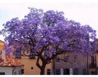 20 Paulownia Tomentosa Fragrant Purple EMPRESS TREE Seeds / World&#39;s Fastest Growing Tree
