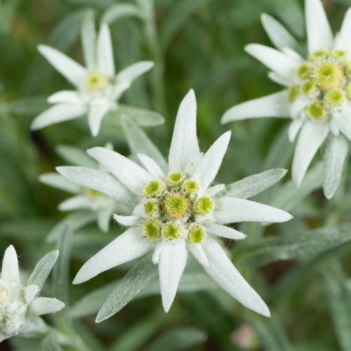 50 Semi Di Margherita Africana Bianca (Osteospermum) - Fiori Perenni Da Giardino, Semi Di Qualità Per Aiuole E Vasi