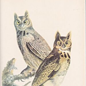 May include: Two brown and white owls perched on a branch. The owl on the left is facing the viewer, while the owl on the right is facing to the side. The owls have large, yellow eyes and feathery plumage.
