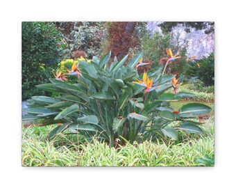 Arte en lienzo estirado - Impresión de ave del paraíso tropical, decoración de pared para el hogar, regalo para amantes de la naturaleza, arte botánico, decoración tropical
