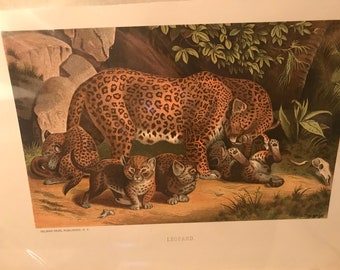 Antq 1898 LEOPARD Animate Creation-Our Living World, Color Lithograph Vntg