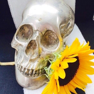 Vintage Lifesize Metal Halloween Skulls in Choice of Brass-Tone , Silver-Tone, or Antiqued Real Silver Finishes. image 2