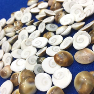 20 peças Shiva Eye Flat Round Doublet Beads, Doublet Shiva Shell Round Cabochon, Natural Round Shell Cabochon Atacado Cabochon, 12-15 mm
