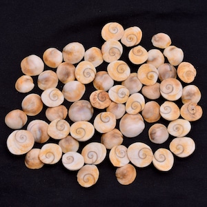 Shive Eye Shells Cabochon Lot 15 Pieces Shiva Eye Lot 16x14-18x15mm Size Shape As Picture Smooth Shiva Eye Crystal ( Shiva eye as picture