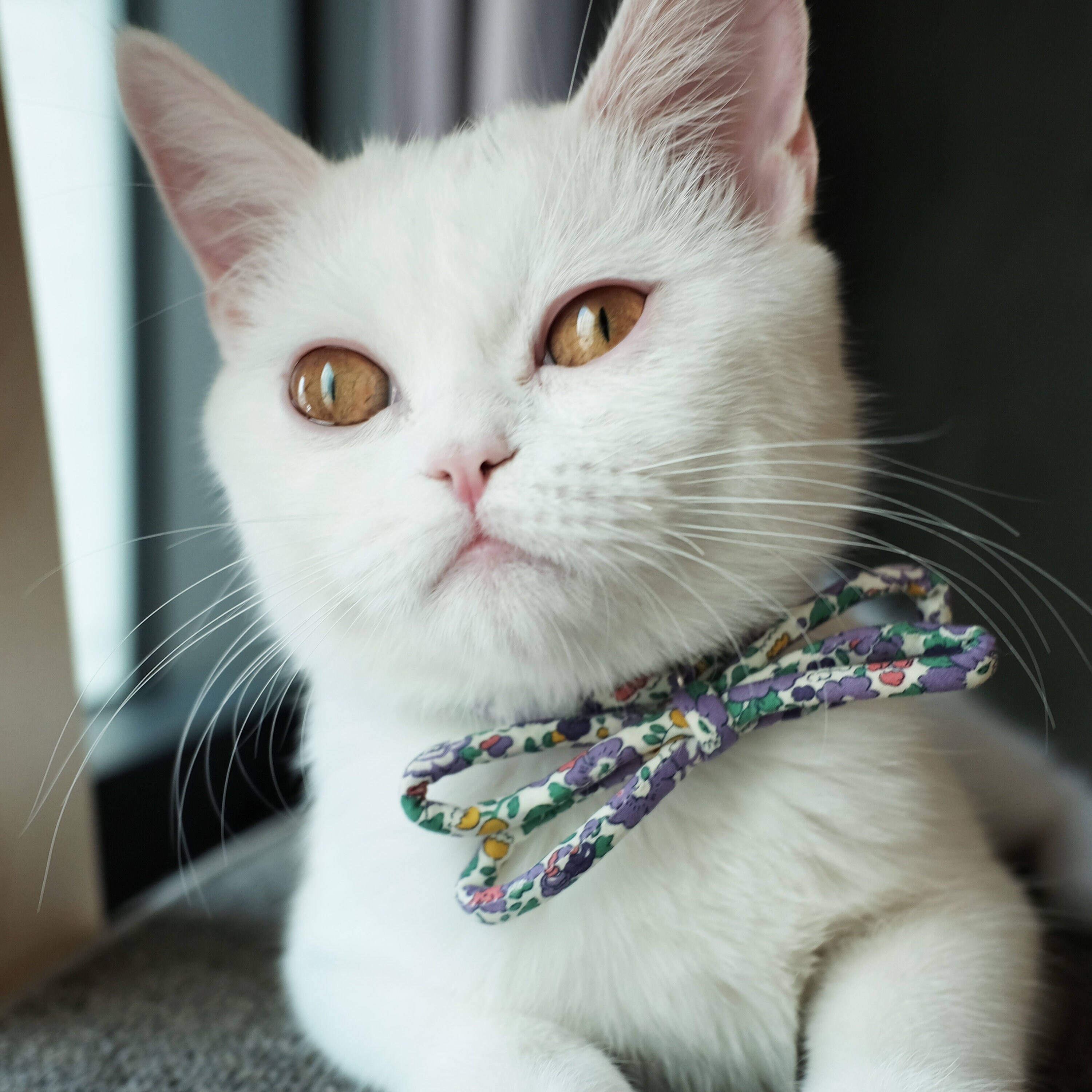 Kitten Collar Cat Collar Pretty Cat Collar Cute Cat | Etsy