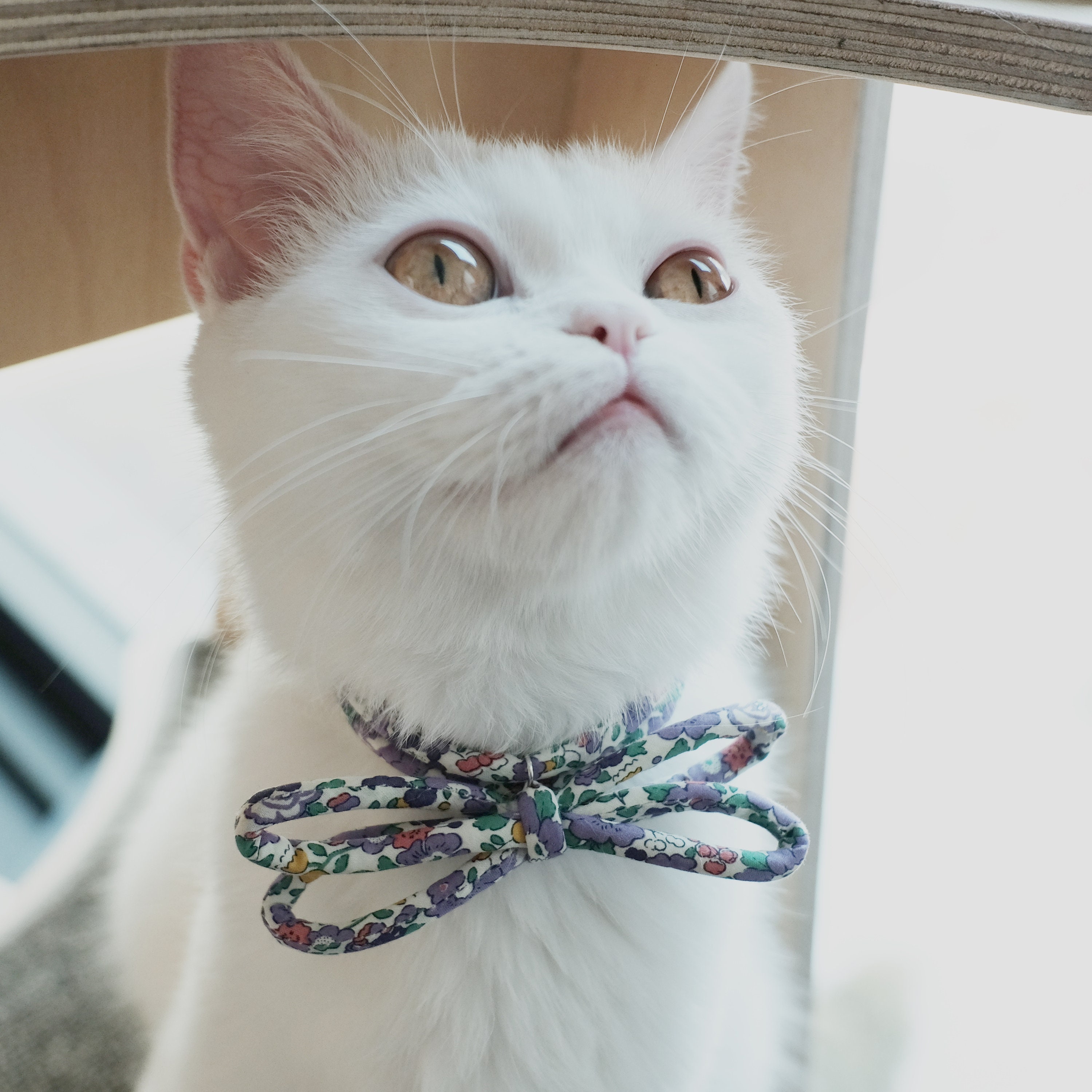 Kitten Collar Cat Collar Pretty Cat Collar Cute Cat Etsy