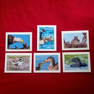 Lot de 6 cartes de correspondance bébé oiseau