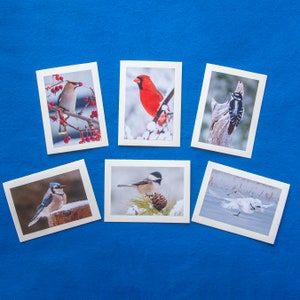May include: Six different bird images on white card stock. The images are of a cardinal, a blue jay, a chickadee, a swan, a woodpecker, and a bohemian waxwing.