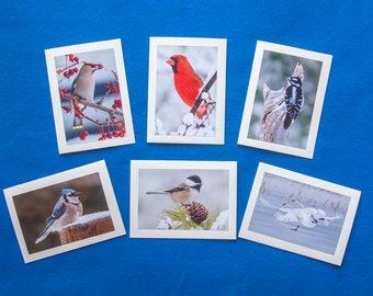 Set of 6 Winter Birds Photo Note Cards