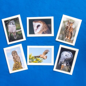 Set of 6 Owl Photo Note Cards