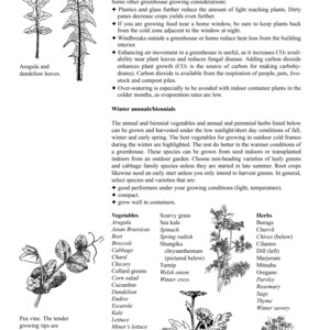 May include: A black and white line drawing illustration of a pea vine with the text "Pea vine. The tender growing tips are edible, as are the young pods."  The illustration is surrounded by a list of vegetables and herbs that can be grown in a greenhouse or outdoor cold frames.