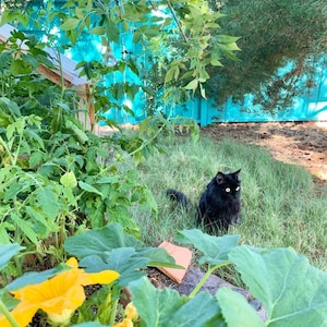 May include: A black cat with green eyes sits in a grassy area with a blue fence and green plants in the background.