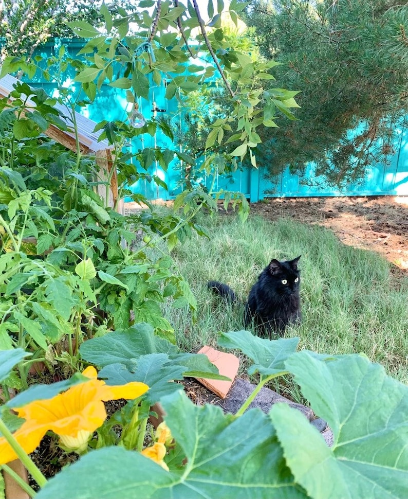 May include: A black cat with green eyes sits in a grassy area with a blue fence and green plants in the background.