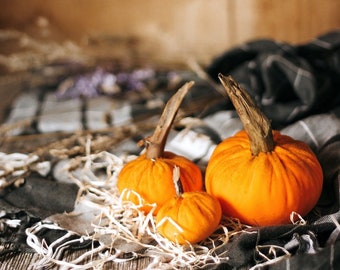 Small velvet pumpkins for Halloween and Thanksgiving decor