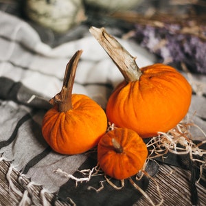 Petites citrouilles de velours pour halloween et Thanksgiving décor image 5