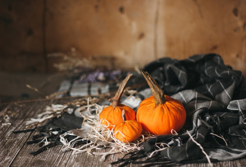 Petites citrouilles de velours pour halloween et Thanksgiving décor image 9