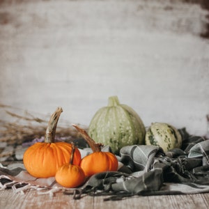 Petites citrouilles de velours pour halloween et Thanksgiving décor image 6