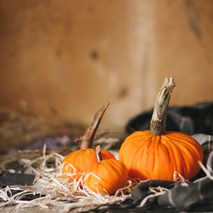 Petites citrouilles de velours pour halloween et Thanksgiving décor image 7