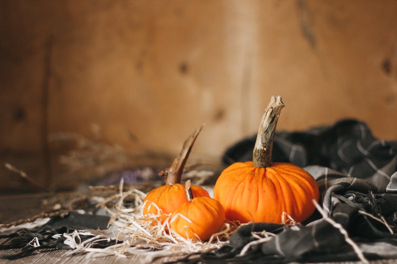 Petites citrouilles de velours pour halloween et Thanksgiving décor image 7