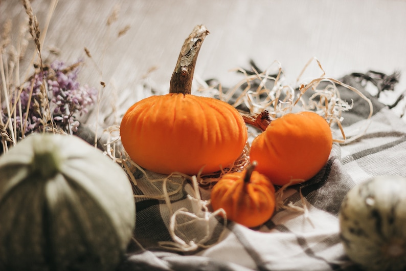 Petites citrouilles de velours pour halloween et Thanksgiving décor image 10