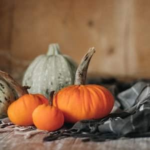 Petites citrouilles de velours pour halloween et Thanksgiving décor image 4