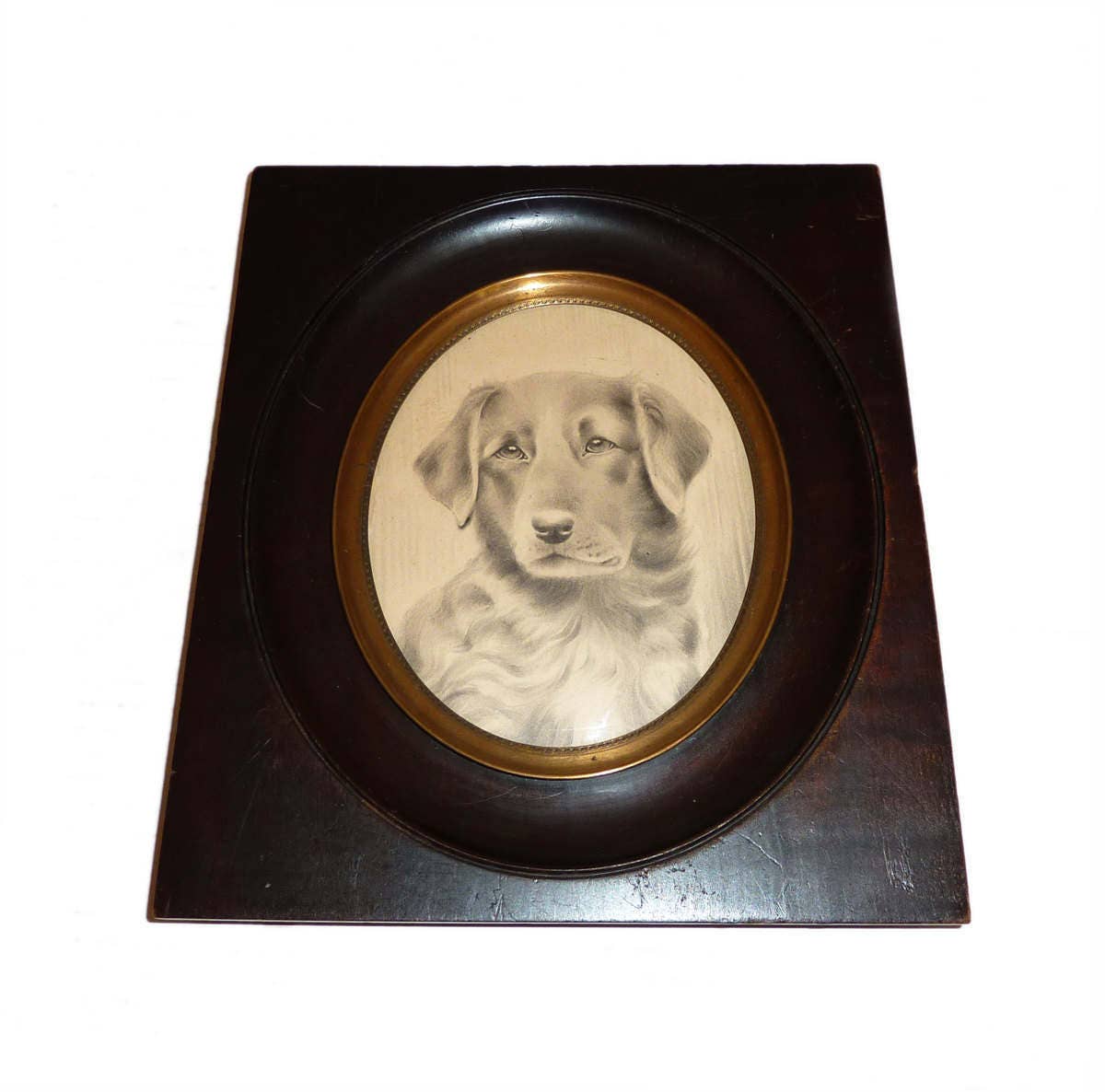 Image of 1910's Pencil Drawing Of A Young Labrador - Framed & Glazed