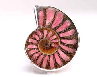 May include: A polished, cross-section of an ammonite fossil, showcasing a spiral pattern. The fossil's interior features pink and brown hues, encased in a silver metal setting. The intricate details of the ancient marine creature are visible.