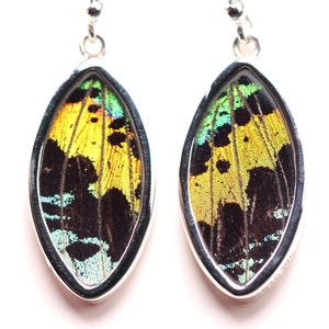 Sterling Silver Real Butterfly Wing Earrings - Madagascar Sunset Moth - One of a Kind Handcrafted Dangle Drop Earrings
