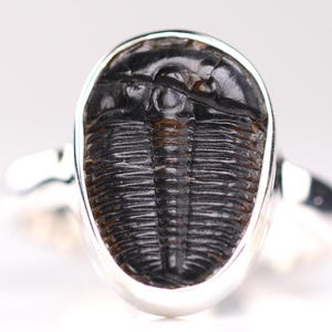 Size 7.5 - Trilobite Fossil Ring - Sterling Silver Fossil One of a Kind Jewelry - Unique Gift for Him or Her