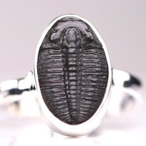 Size 10.5 - Trilobite Fossil Ring - Sterling Silver Fossil One of a Kind Jewelry - Unique Gift for Him or Her