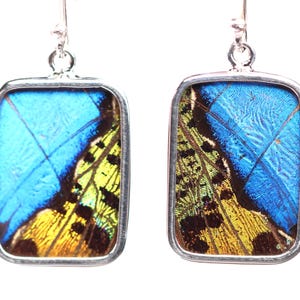 May include: A pair of rectangular earrings with iridescent blue and yellow butterfly wing segments set in silver frames. The earrings have a simple hook design.