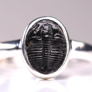 Size 7 - Trilobite Fossil Ring - Sterling Silver Fossil One of a Kind Jewelry - Unique Gift for Him or Her