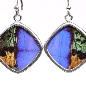 Sterling Silver Real Butterfly Wing Earrings - Blue Morpho Dideus and Sunset Moth - One of a Kind Handcrafted Dangle Drop Earrings