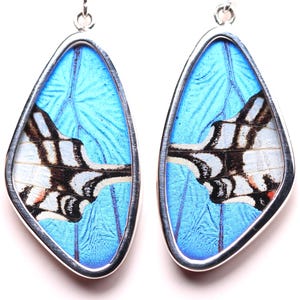 Sterling Silver Butterfly Wing Earrings - Morpho Didius & Eurytides - One of a Kind Handcrafted Dangle Drop Earrings - 950 Silver