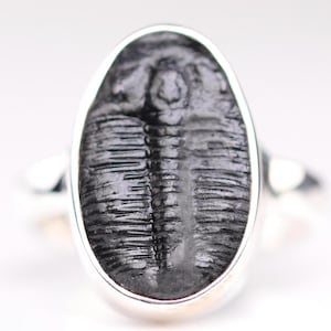 Size 5 - Trilobite Fossil Ring - Sterling Silver Fossil One of a Kind Jewelry - Unique Gift for Him or Her