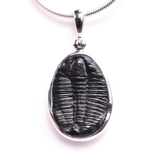 Trilobite Fossil Pendant - Sterling Silver Fossil Necklace - One of a Kind Jewelry - Unique Gift for Him or Her