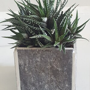 Könnte beinhalten: Eine Sukkulente, eine Zebrablume, in einem quadratischen Topf. Die Pflanze hat dunkelgrüne Blätter mit weißen Flecken. Der Topf ist grau mit einem weißen Rand. Die Pflanze wird oft zur Inneneinrichtung verwendet.