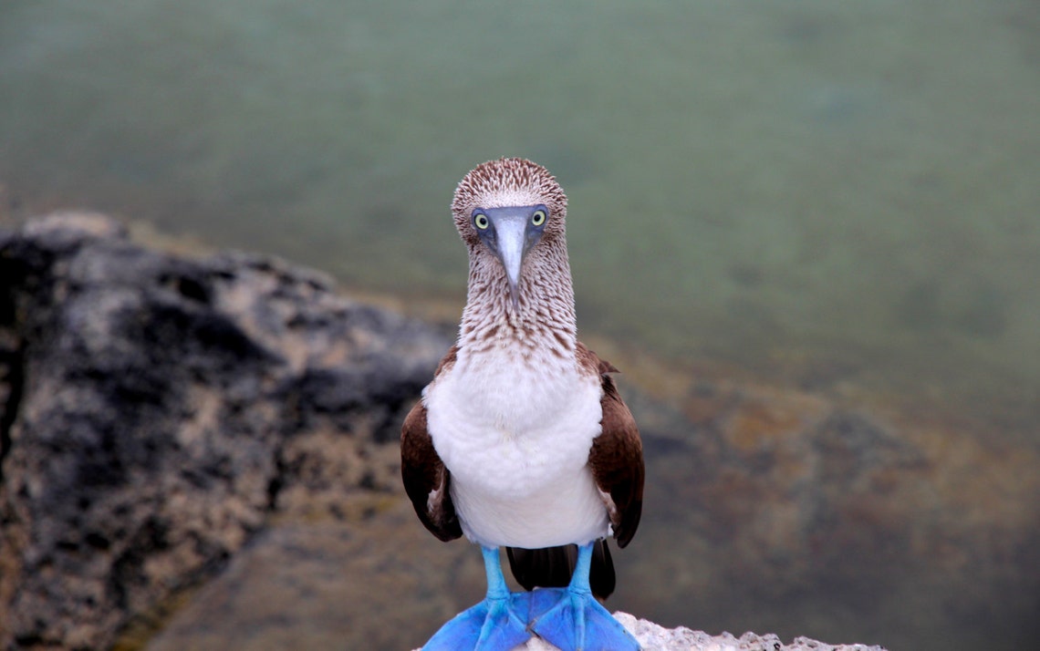 Blue Footed Booby Boobie Bird Bird Art Bird Decor Wall Decor Bird Blue