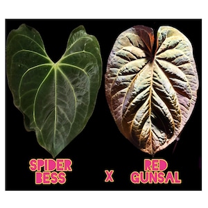 Anthurium Besseae Red Crystal - Etsy