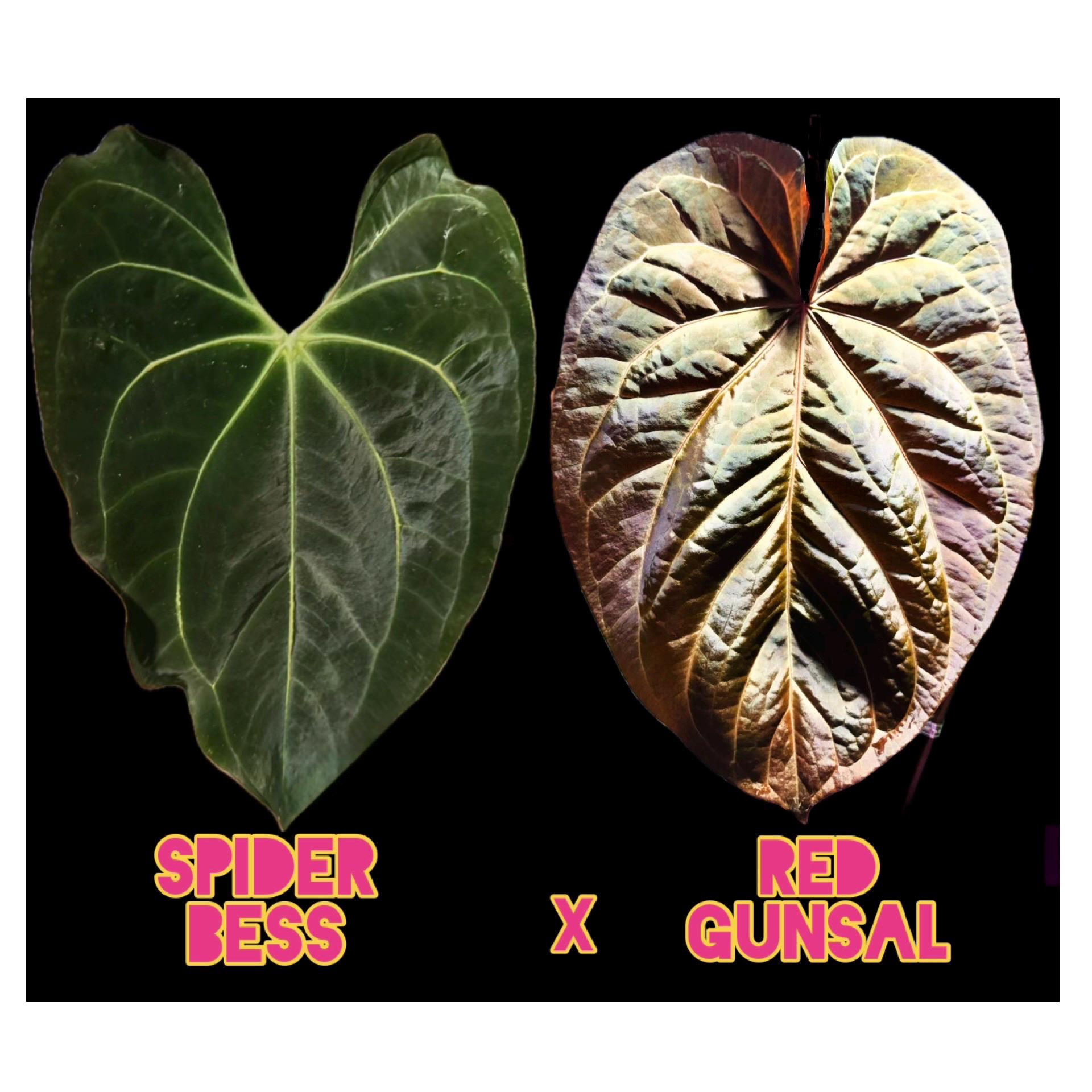 Anthurium Besseae Red Crystal - Etsy